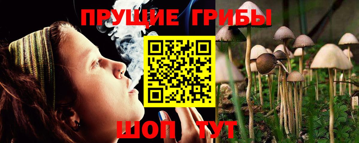 как найти   Вход с VPN  Алатырь  Псилоцибиновые грибы мицелий  Псилоцибиновые грибы ЛСД 